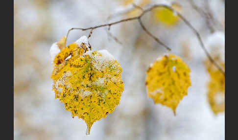 Herbst (autumn)