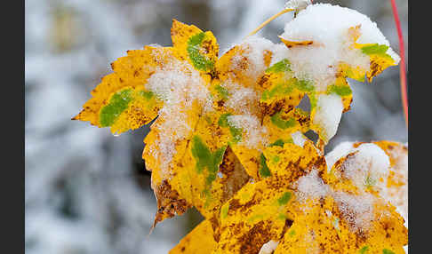 Herbst (autumn)