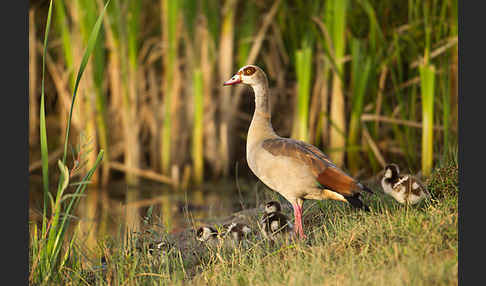 Nilgans (Alopochen aegyptiacus)