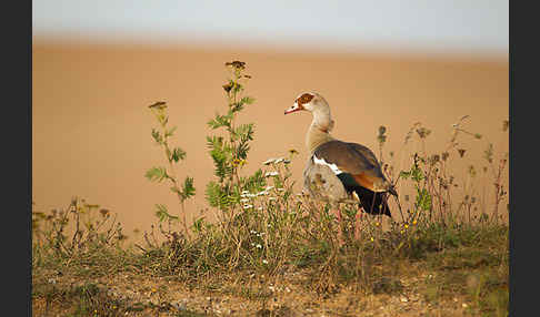 Nilgans (Alopochen aegyptiacus)