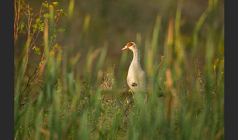 Nilgans (Alopochen aegyptiacus)