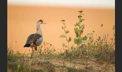 Nilgans (Alopochen aegyptiacus)