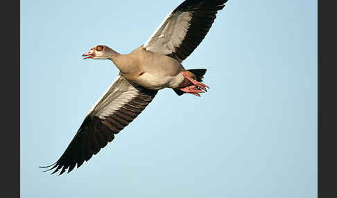 Nilgans (Alopochen aegyptiacus)