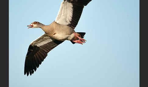 Nilgans (Alopochen aegyptiacus)