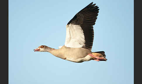 Nilgans (Alopochen aegyptiacus)