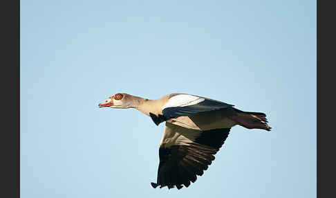 Nilgans (Alopochen aegyptiacus)