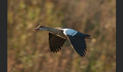 Nilgans (Alopochen aegyptiacus)