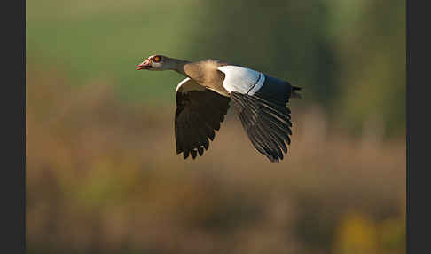 Nilgans (Alopochen aegyptiacus)