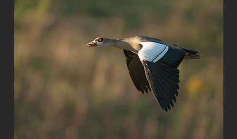 Nilgans (Alopochen aegyptiacus)