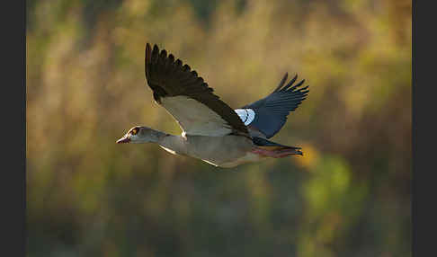 Nilgans (Alopochen aegyptiacus)