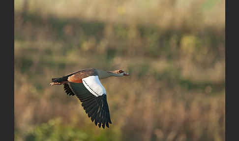 Nilgans (Alopochen aegyptiacus)