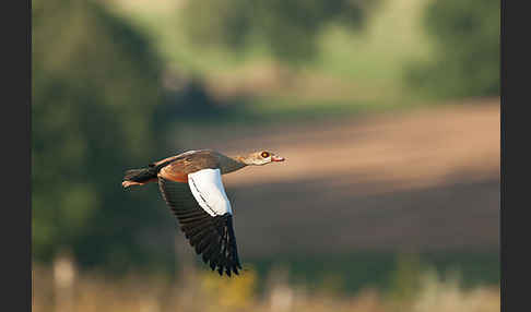 Nilgans (Alopochen aegyptiacus)