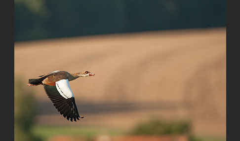 Nilgans (Alopochen aegyptiacus)