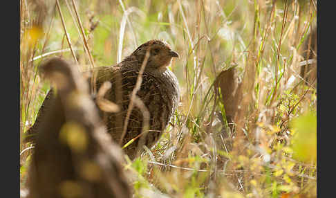 Rebhuhn (Perdix perdix)