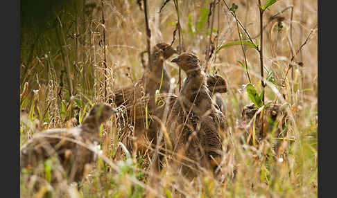 Rebhuhn (Perdix perdix)