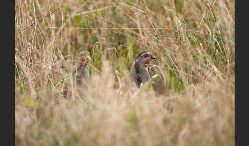 Rebhuhn (Perdix perdix)