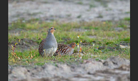 Rebhuhn (Perdix perdix)