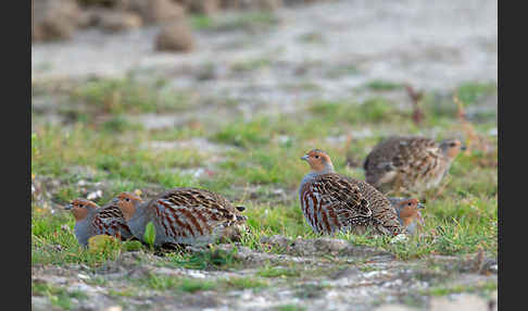 Rebhuhn (Perdix perdix)