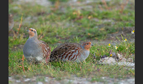 Rebhuhn (Perdix perdix)