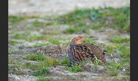 Rebhuhn (Perdix perdix)