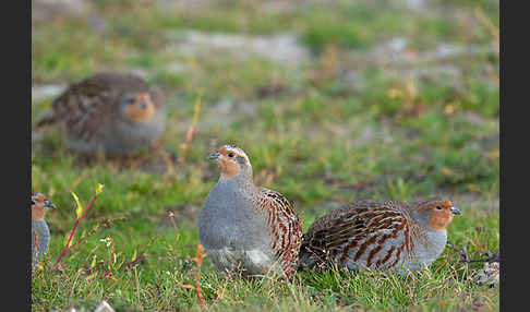 Rebhuhn (Perdix perdix)