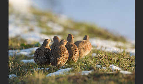 Rebhuhn (Perdix perdix)