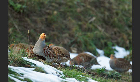 Rebhuhn (Perdix perdix)