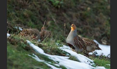 Rebhuhn (Perdix perdix)