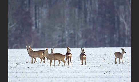 Rehwild (Capreolus capreolus)