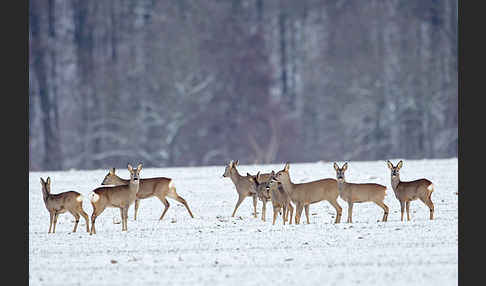 Rehwild (Capreolus capreolus)