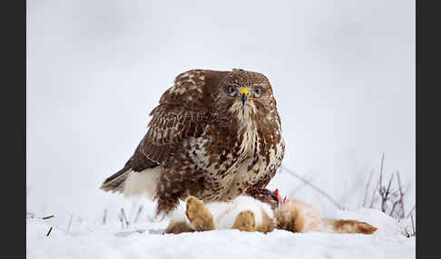 Mäusebussard (Buteo buteo)