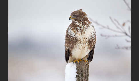 Mäusebussard (Buteo buteo)