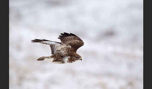 Mäusebussard (Buteo buteo)