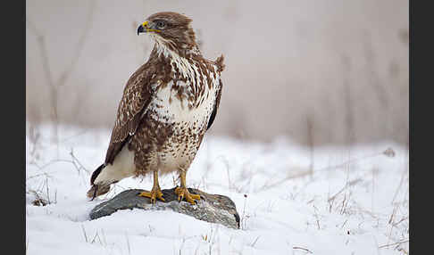 Mäusebussard (Buteo buteo)