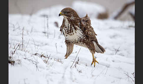 Mäusebussard (Buteo buteo)