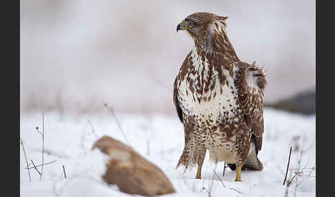 Mäusebussard (Buteo buteo)