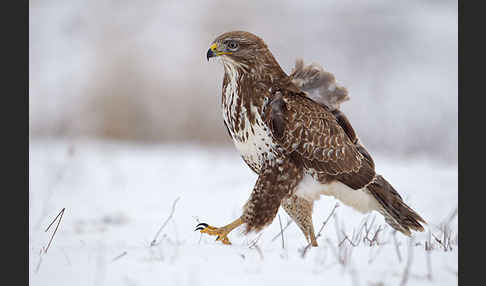 Mäusebussard (Buteo buteo)