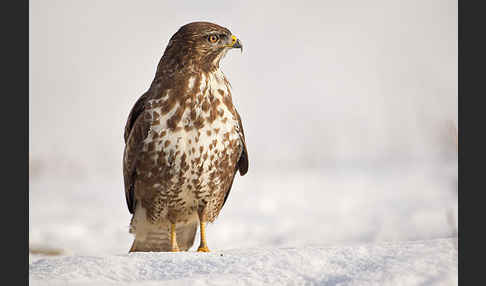 Mäusebussard (Buteo buteo)