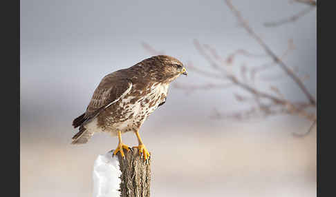 Mäusebussard (Buteo buteo)