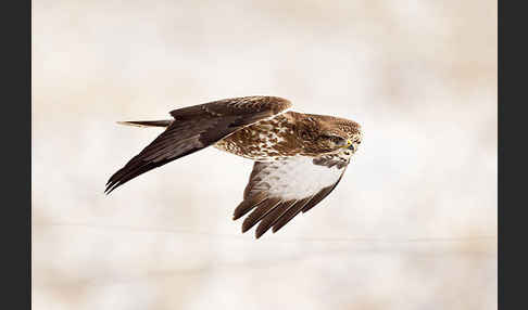 Mäusebussard (Buteo buteo)