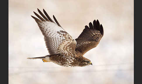 Mäusebussard (Buteo buteo)