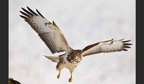 Mäusebussard (Buteo buteo)