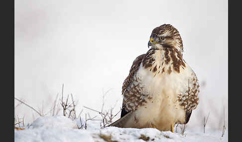 Mäusebussard (Buteo buteo)