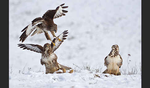 Mäusebussard (Buteo buteo)