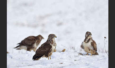 Mäusebussard (Buteo buteo)