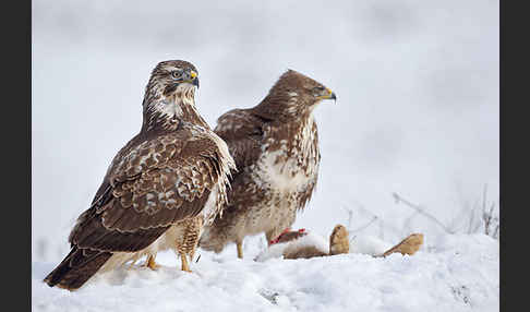 Mäusebussard (Buteo buteo)