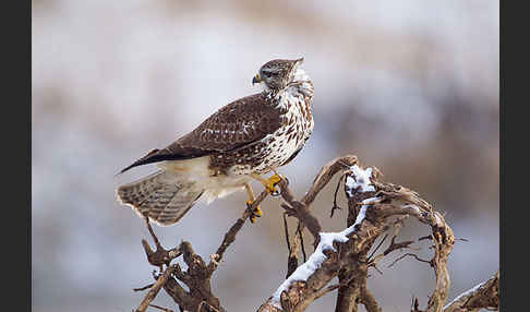 Mäusebussard (Buteo buteo)