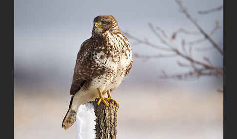 Mäusebussard (Buteo buteo)