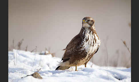 Mäusebussard (Buteo buteo)