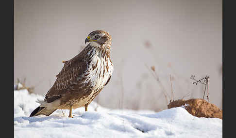 Mäusebussard (Buteo buteo)